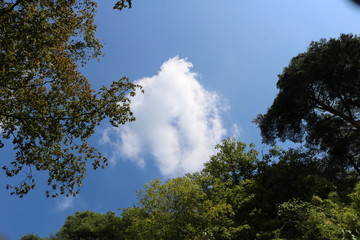 空　雲　木　杤木