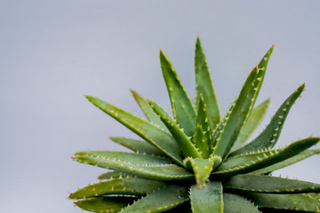 Aloe vera Gel that has both substances to cure scars And used to produce health drinks Or cosmetics that are good for the skin