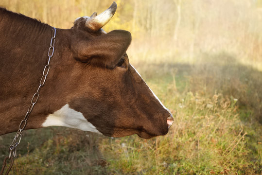 Cow portrait. Farming background.