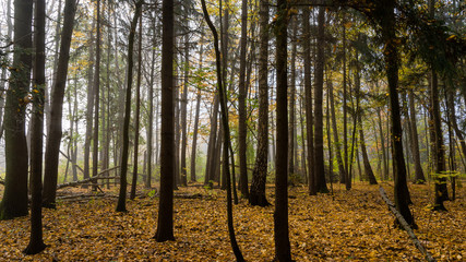  Rezerwat przyrody Las Zwierzyniecki, zamglony las, Białystok, Podlasie, Polska - obrazy, fototapety, plakaty