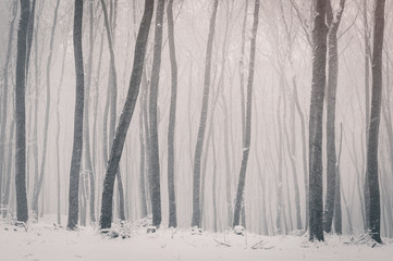 Snowfall in winter forest. Monochrome background with tree trunks.