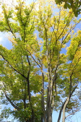 Fototapeta premium 朝の黄葉の欅風景