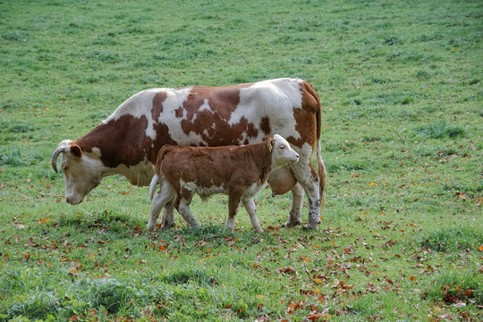 view brown cows and calf grazing in autumn meadow