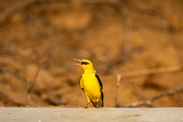 Indian golden oriole or Oriolus kundoo beautiful bird in the oriole family clicked at keoladeo national park, bharatpur, rajasthan, india