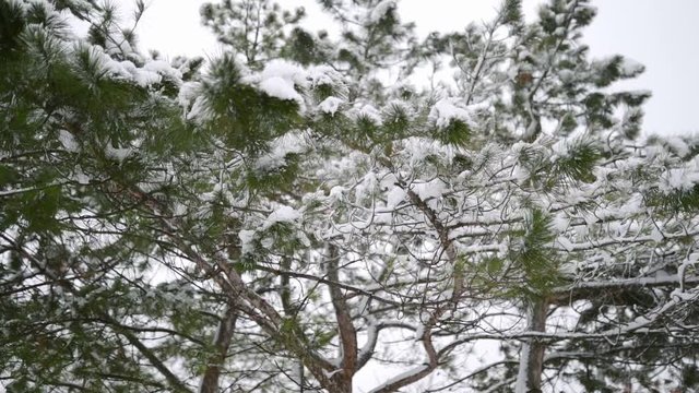 Snow falling in slow motion, flakes swirling and drifting against a backdrop of spruce and pine trees with snow covered branches. Winter season, Christmas and new year concept.