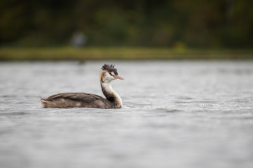 Great crested grebe on lake during fall season