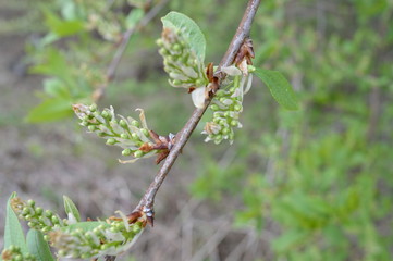 buds. bird cherry.