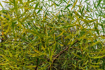 Bright green grass background