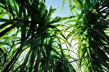 Obraz premium Sugarcane plants growing at field