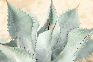 closeup agave cactus, abstract natural pattern background and textures