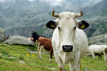 Naklejka na ściany i meble White cow with horns is standing on an alpine meadow in the Italian Alps