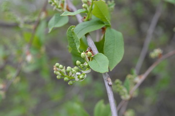 buds. bird cherry.