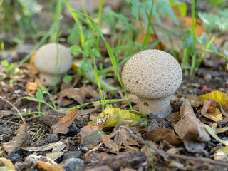 smooth puffball mushrooms (Lycoperdon molle)