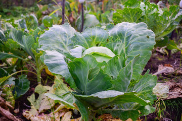cabbage in the garden, large with leaves