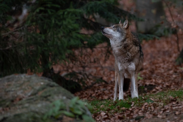 Wolf is standing in the autumn forest, in Bayerischer Wald National Park, Germany