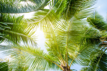 Fototapeta premium tropical palm leaf background, coconut palm trees perspective view