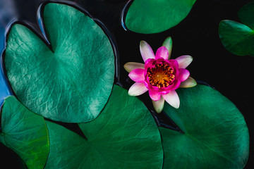 closeup beautiful lotus flower and green leaf in pond, purity nature background, red lotus water lily blooming on water surface and dark blue leaves toned - obrazy, fototapety, plakaty