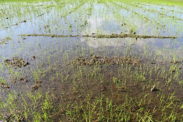 青空を映す雨上がりの秋の田圃風景