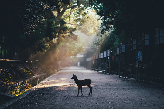 a deer