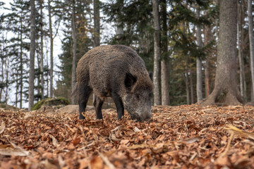 Boar is standing in the autumn forest, in Bayerischer Wald National Park, Germany
