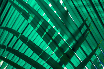 tropical palm leaf and shadow, abstract natural green background