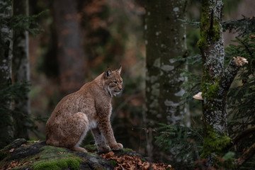 Lynx on the rock in the autumn forest, in Bayerischer Wald National Park, Germany