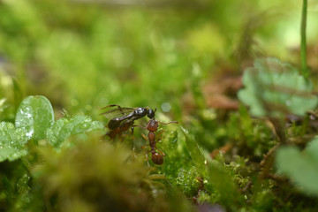 Two ants that walk on green grass. Macro shot.