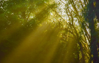 Sunlight beam through tree in forest. Sunlight in morning fresh.