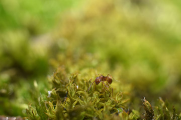 Red ant that walk on green grass. Macro shot. Beauty in nature