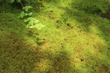 yellow green moss