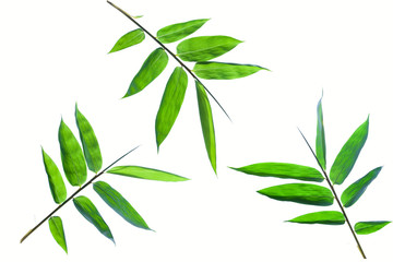 Bamboo leaves isolated on white background with clipping path for design elements