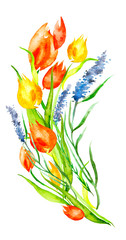 Watercolor Frame of tulips, flower, lavender branch. Vintage drawing plant isolated on white background. Card with red and yellow tulip flowers. Garden flowers.