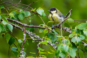 Obraz premium bird on branch