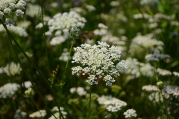 Rays of the setting sun on white flowers- meadow flowers