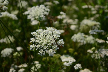 Rays of the setting sun on white flowers- meadow flowers