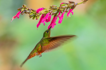 Chestnut-breasted Coronet - Boissonneaua matthewsii, beautiful colored hummingbird from Andean slopes of South America, Guango Lodge, Ecuador.