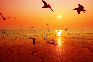 Beautiful nature landscape sunset and birds on the beach.
