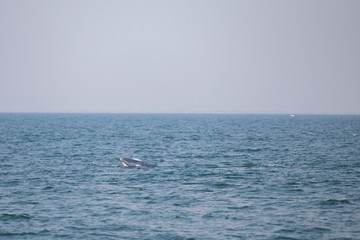 Bruda whales in the Gulf of Thailand