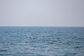 Obraz premium Bruda whales in the Gulf of Thailand