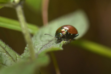Ladybug on the green leaf close-up. Beauty in nature. 