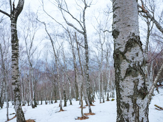 Fototapeta premium Birch forest in winter