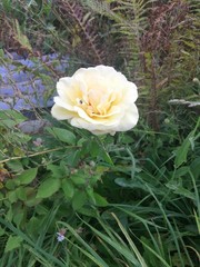 yellow rose in garden
