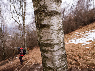 Obraz premium Trekking in the woods