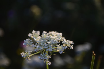 Rays of the setting sun on white flowers- meadow