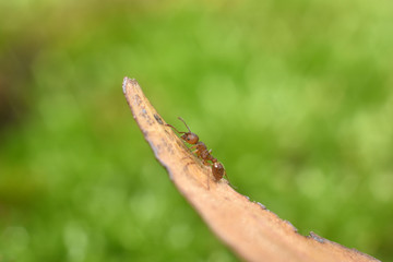 Ant on a dry blade of grass close up. Macro shot.