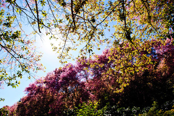 sakura thailand
