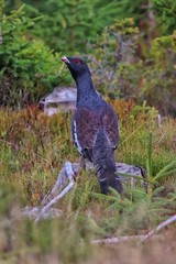 Auerhahn Wildlife