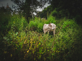 Obraz premium cows on pasture