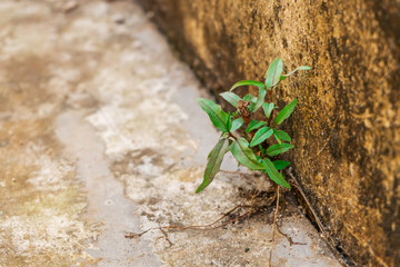 Tree leaf growing on cement crack concrete