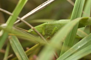 Green grasshopper in the grass. Close-up. Macro insects world.